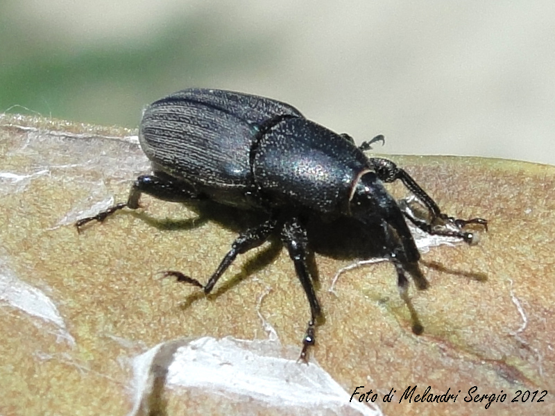 Identificazione - Sphenophorus sp.
